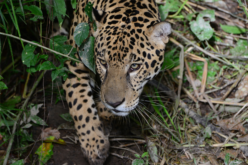 Cerrejón contribuye a la conservación del habitat del jaguar en Latinoamerica