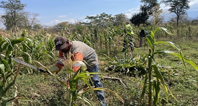 La Asociación de Negros Afrodescendientes de Chancleta (ASNAC), con el apoyo de Cerrejón y el SENA, dio los primeros pasos para la producción de insumos para ganadería, a través de un proyecto productivo piloto que tiene la capacidad de proveer alimento procesado a los ganaderos de la región.