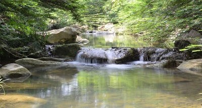 Cerrejón protege el nacimiento del arroyo Bruno con la siembra de más de 33.500 árboles en 245 hectáreas