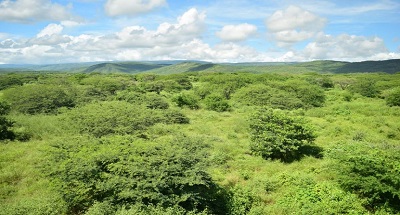 Proceso de rehabilitación de tierras de Cerrejón, caso de éxito de restauración ecológica en el país