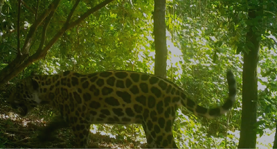 Nuevos avistamientos de jaguares en las áreas protegidas por Cerrejón