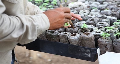 Cerrejón, la sexta empresa que más árboles ha sembrado en Colombia 