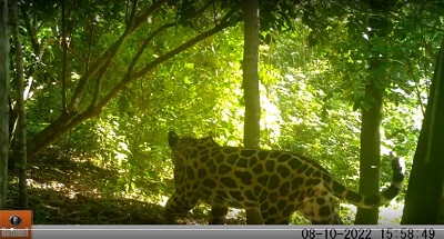 Cerrejón, empresa pionera en el monitoreo de la biodiversidad a través de cámaras trampa en La Guajira