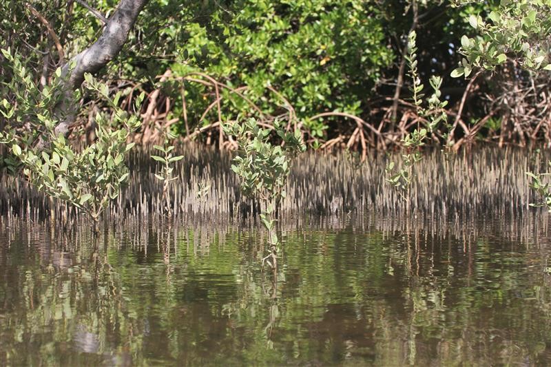 Cerrejón y comunidades cercanas sembrarán más de 18.000 plántulas de mangle en Bahía Hondita